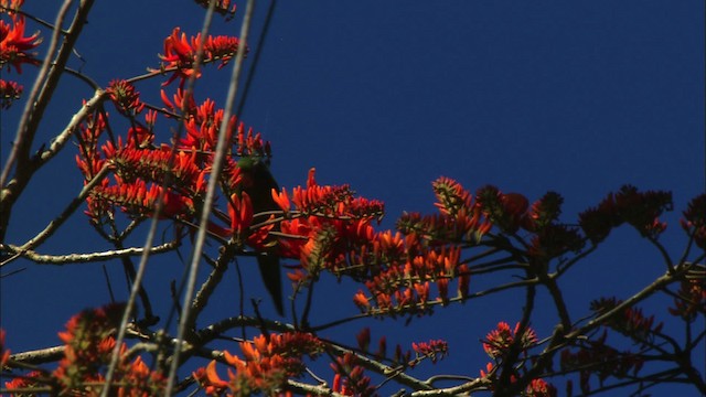 Cuban Parakeet - ML439631