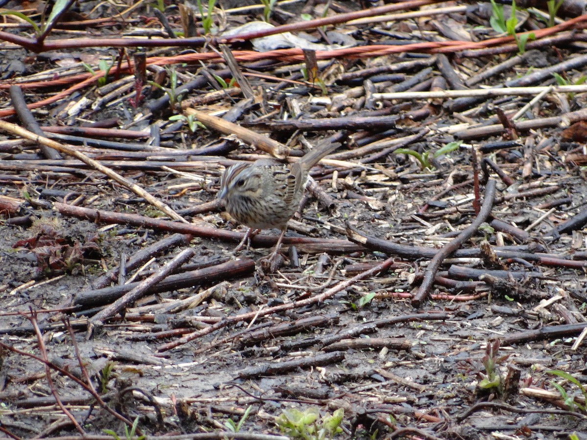 Lincoln's Sparrow - ML439631161