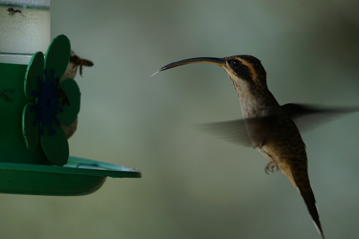 Scale-throated Hermit - ML439631711