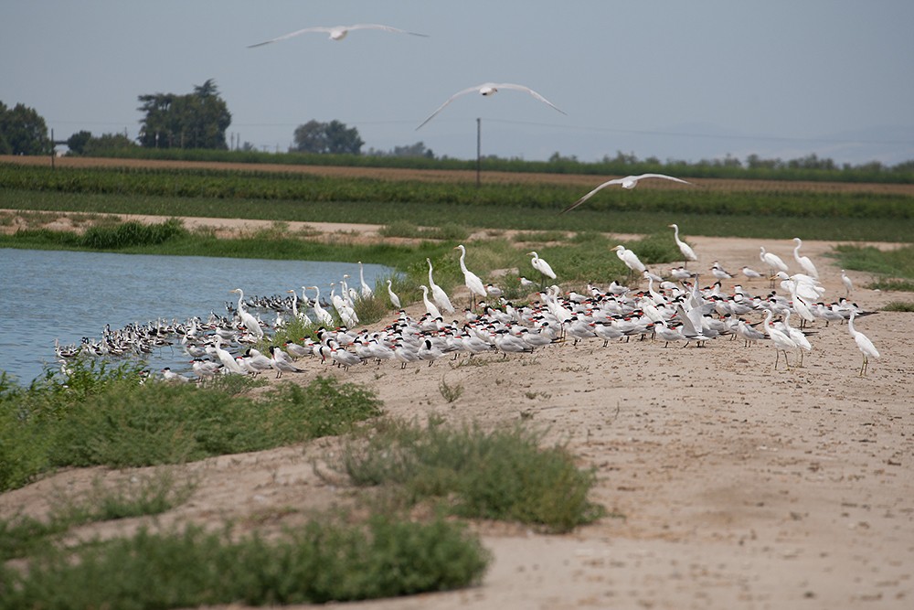 Caspian Tern - ML43963191