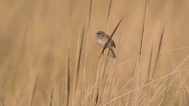 Sierra Madre Sparrow - ML439632281