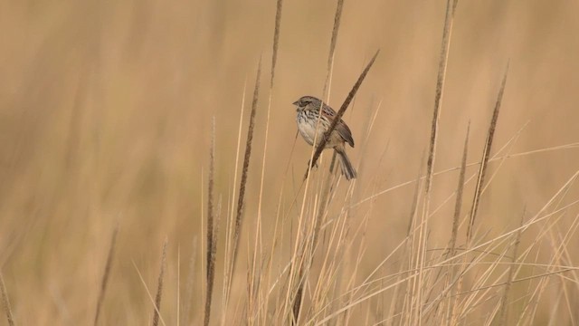 Sierra Madre Sparrow - ML439632281