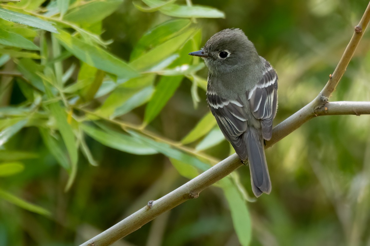Hammond's Flycatcher - ML439632941