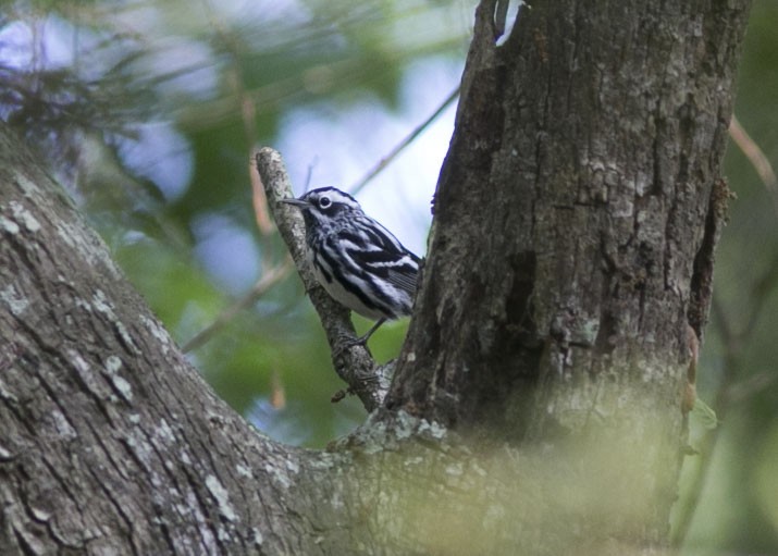 Black-and-white Warbler - ML439634641