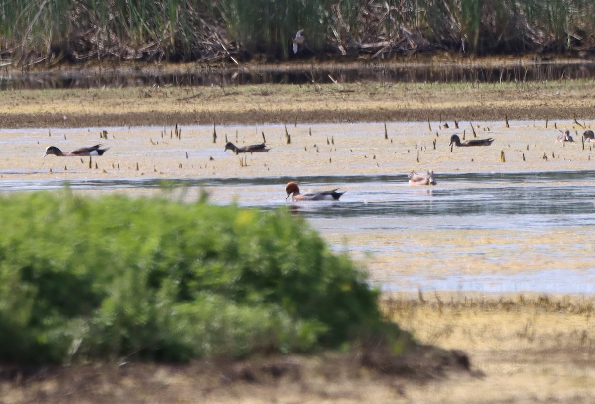 Eurasian Wigeon - ML439635681