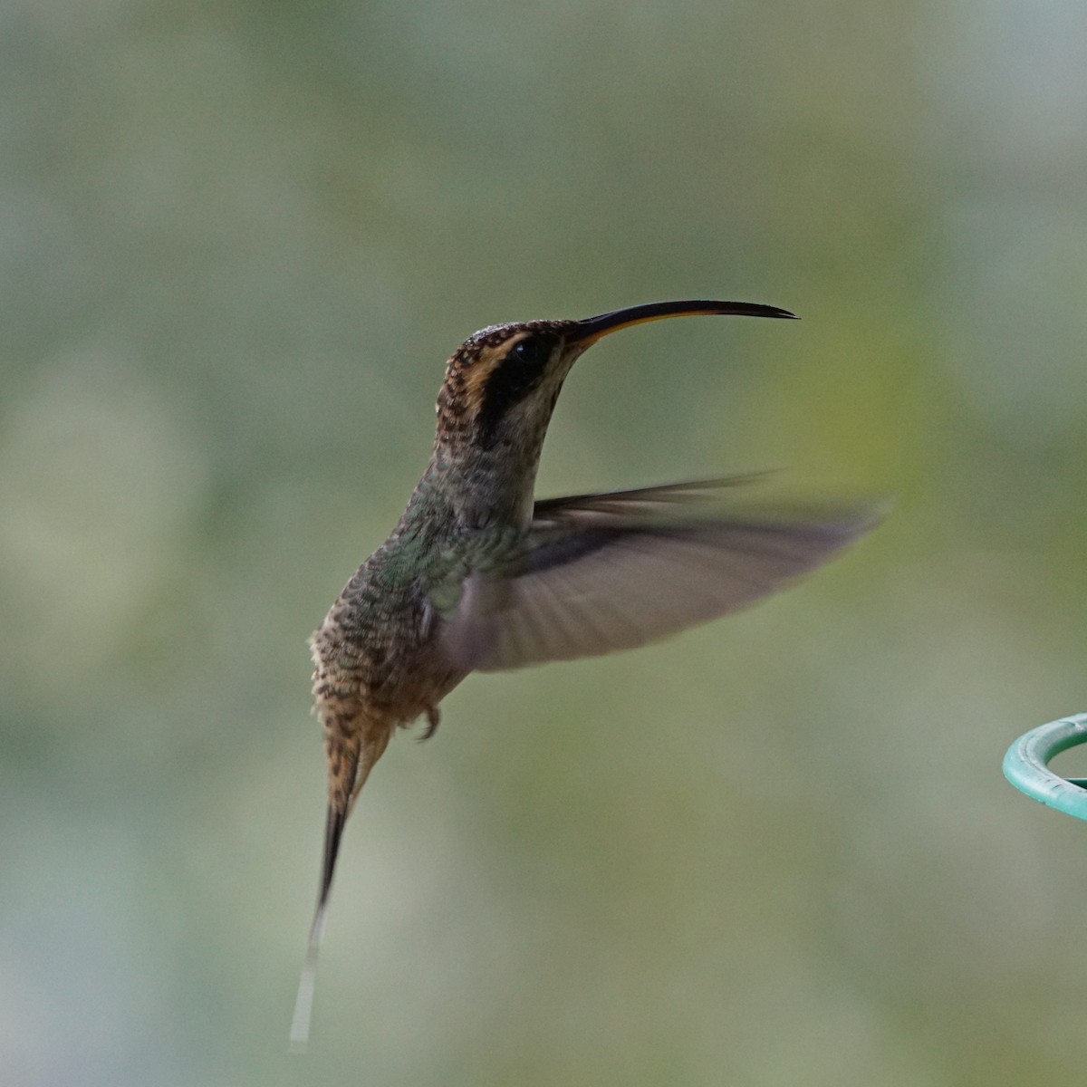 Scale-throated Hermit - ML439636701