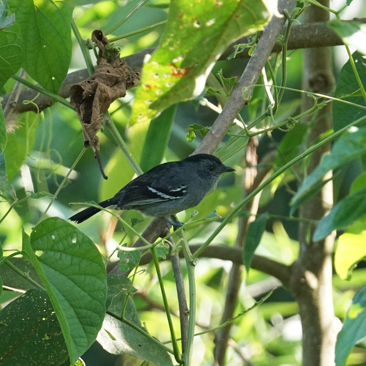 Variable Antshrike - ML439636781