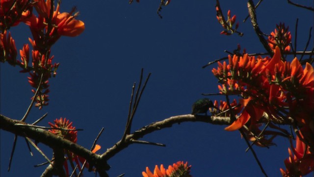 Cuban Parakeet - ML439637