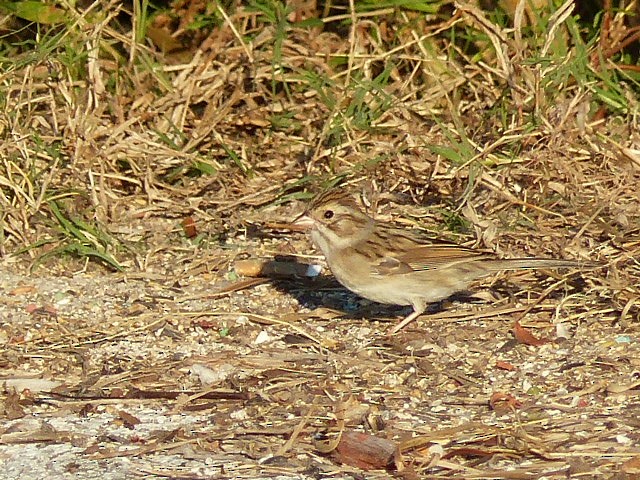 Clay-colored Sparrow - ML43963751