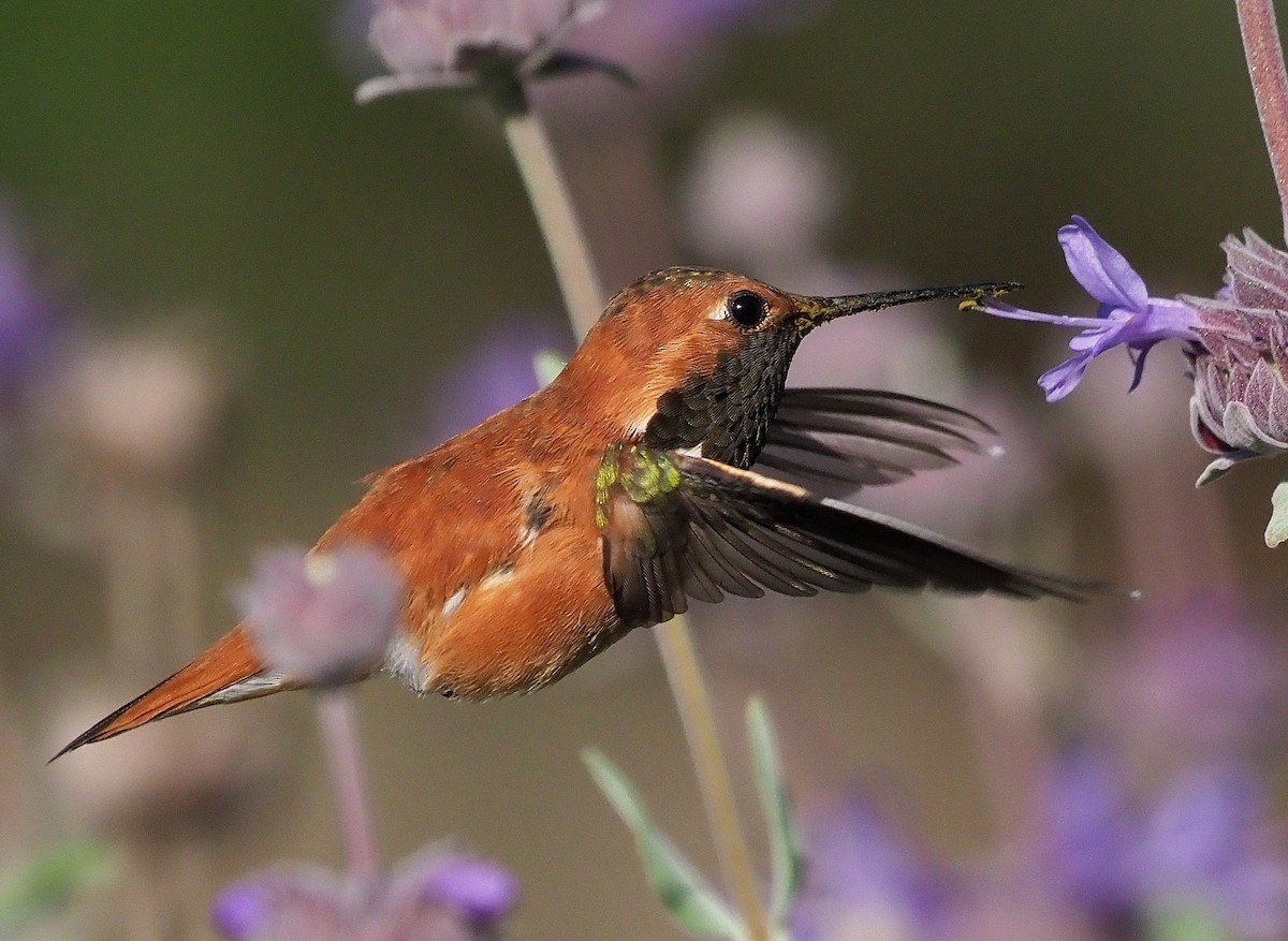 Rufous Hummingbird - Aidan Brubaker