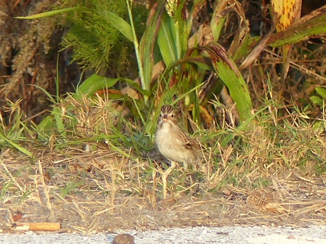 Clay-colored Sparrow - ML43963841