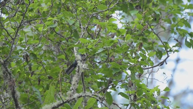 White-throated Jay - ML439641121