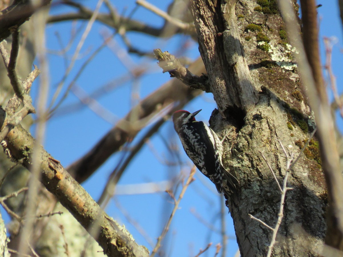 Yellow-bellied Sapsucker - ML439641791