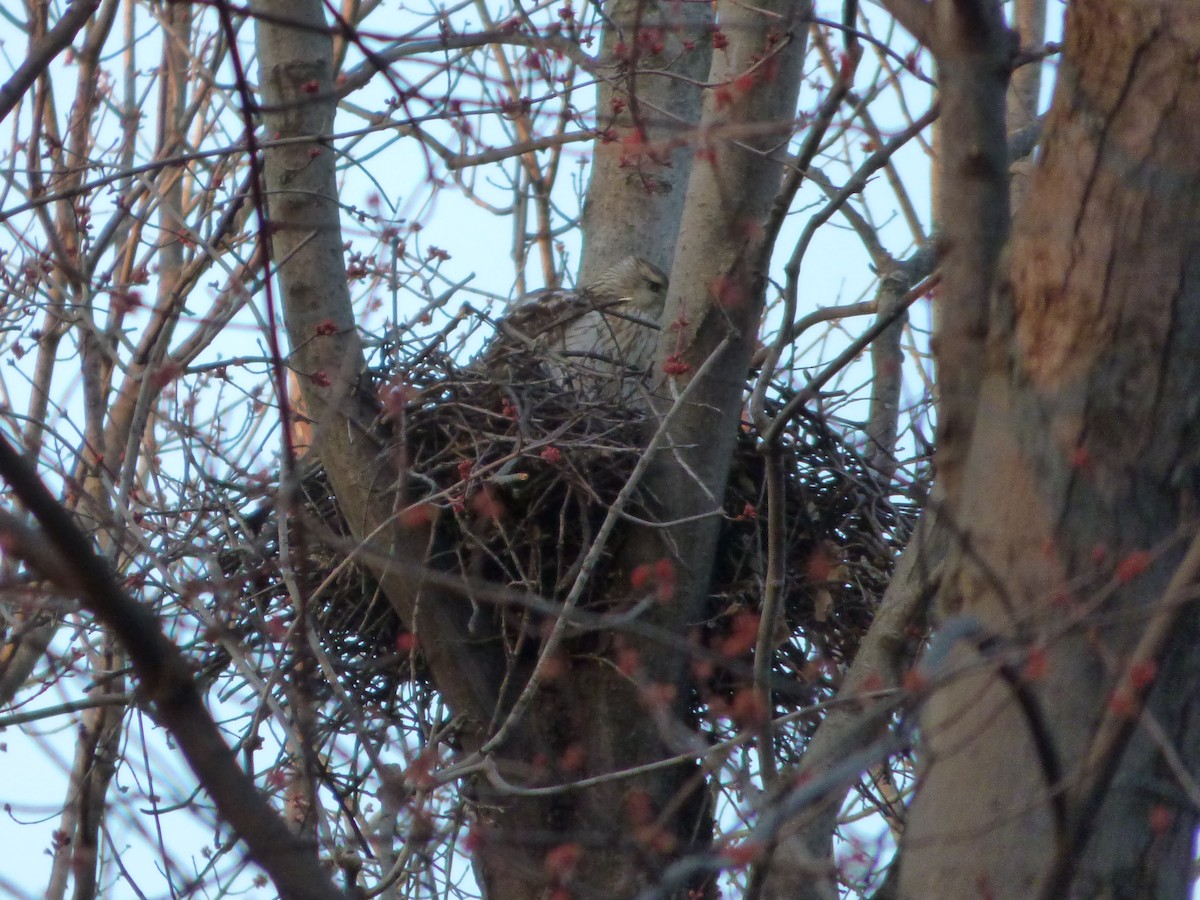 Cooper's Hawk - ML439642031