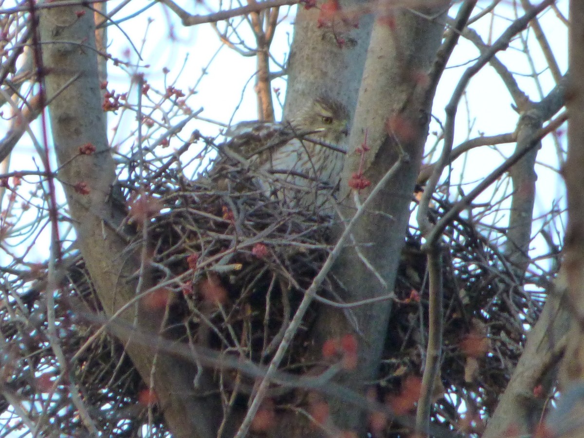 Cooper's Hawk - ML439642071