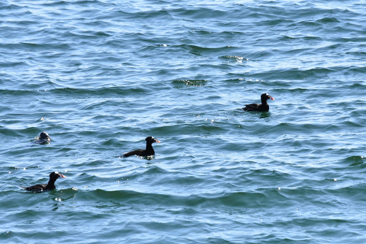 Surf Scoter - ML439642481