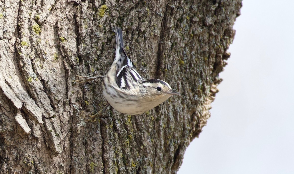 Black-and-white Warbler - ML439642991