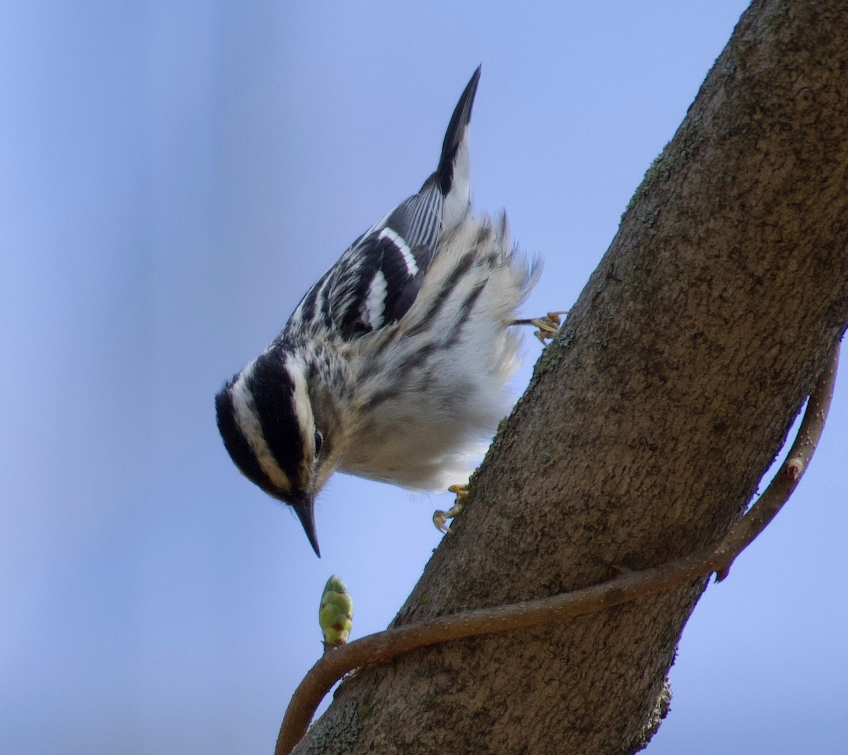 Black-and-white Warbler - ML439643031