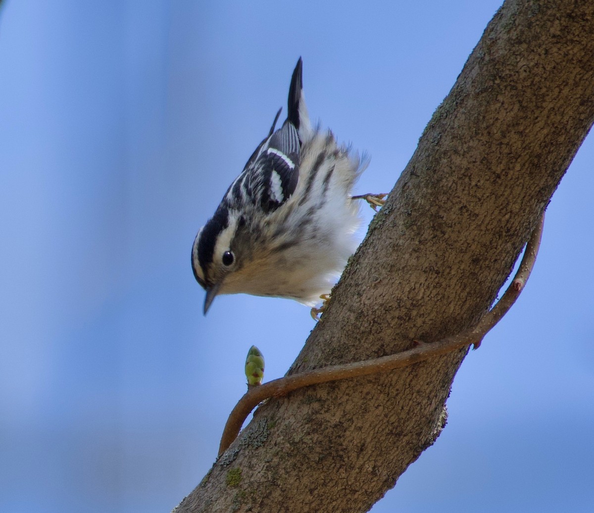 Black-and-white Warbler - ML439643061