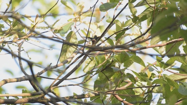 Short-crested Coquette - ML439643201