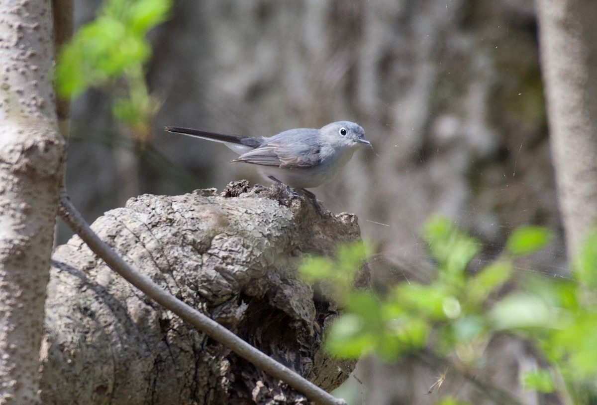 Blue-gray Gnatcatcher - ML439643701