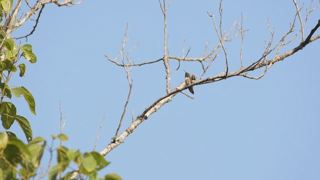 Short-crested Coquette - ML439644491