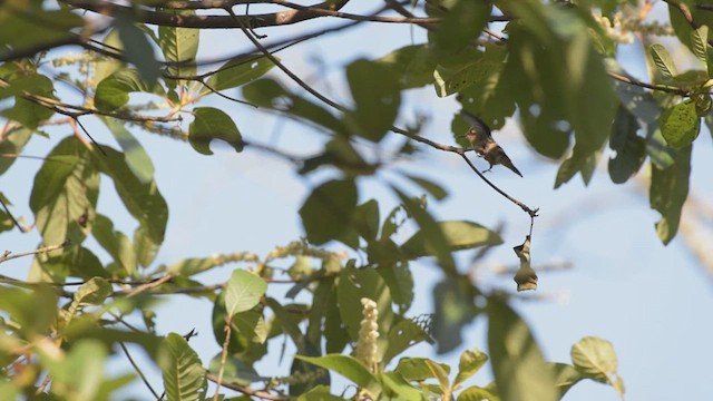 Short-crested Coquette - ML439644821