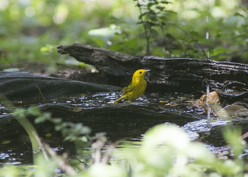 Yellow Warbler - ML439646311