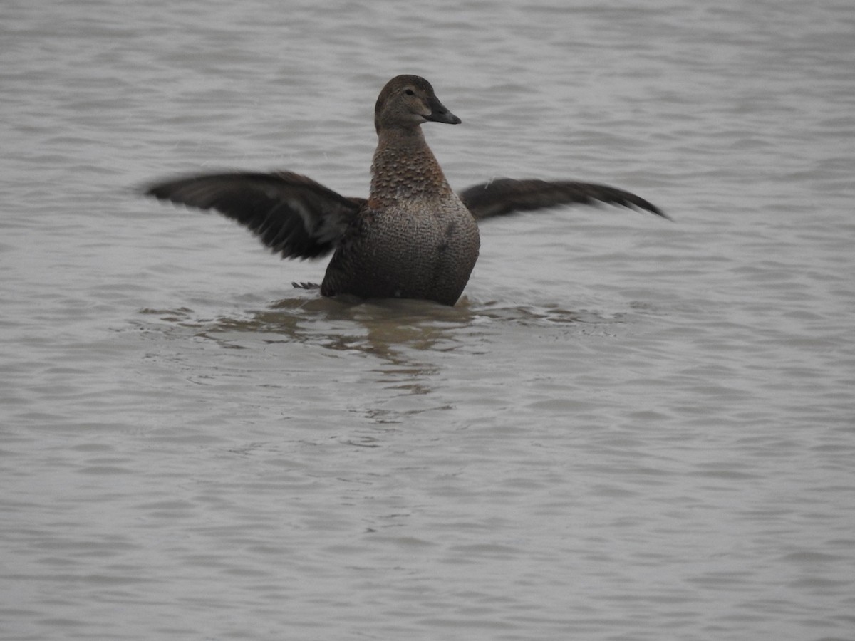 King Eider - ML43964701