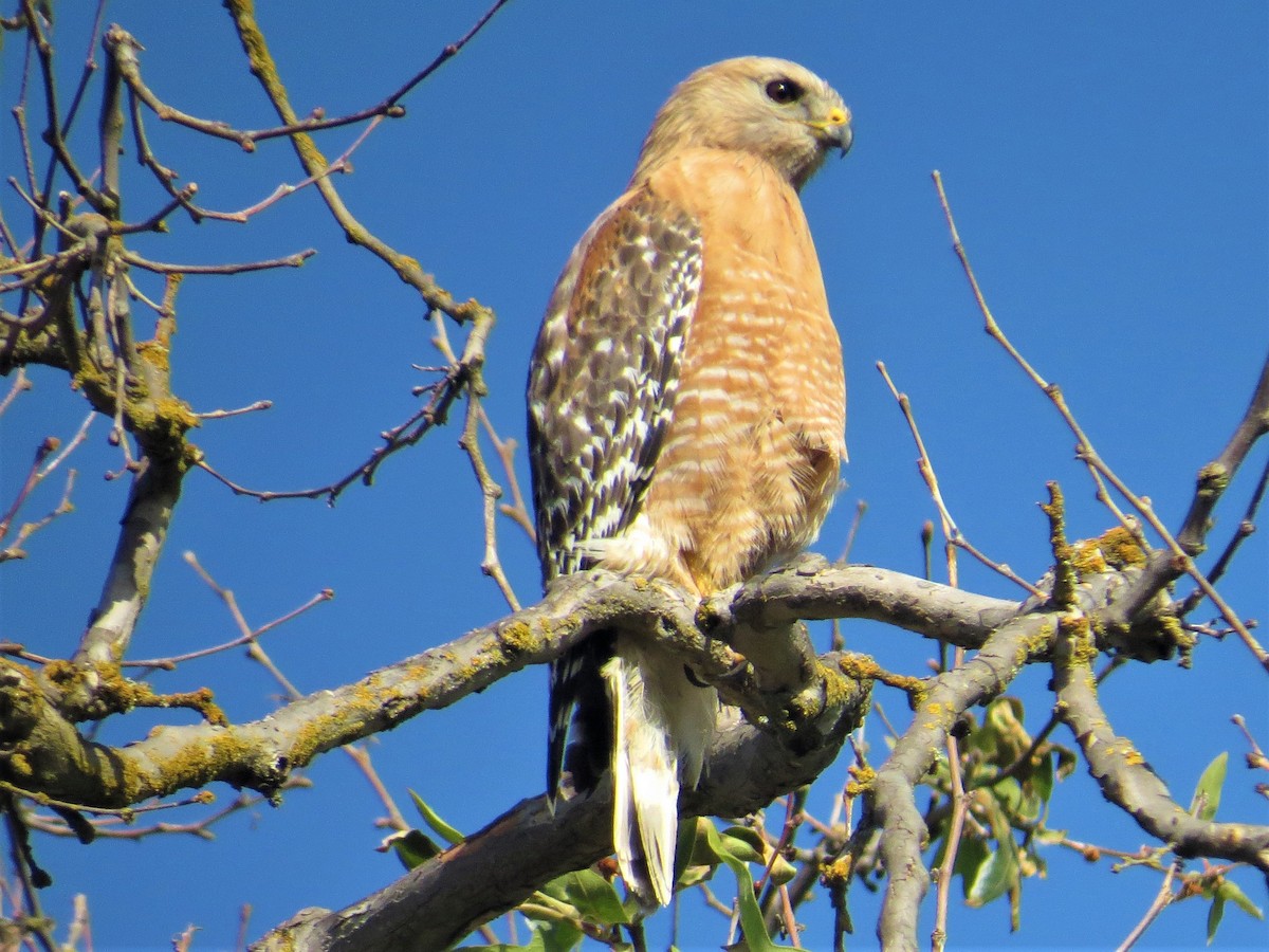 Red-shouldered Hawk - ML439647881