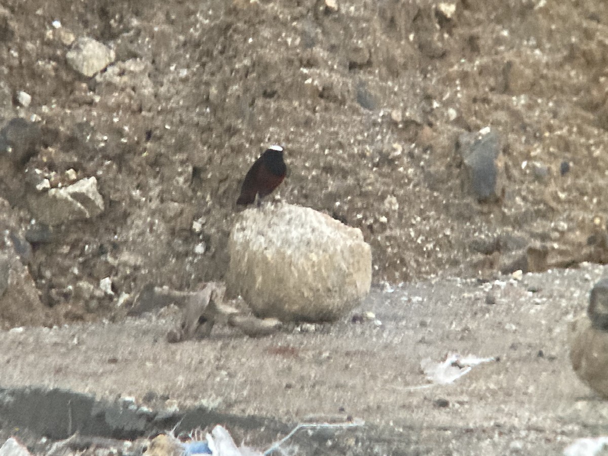 White-capped Redstart - ML439648581