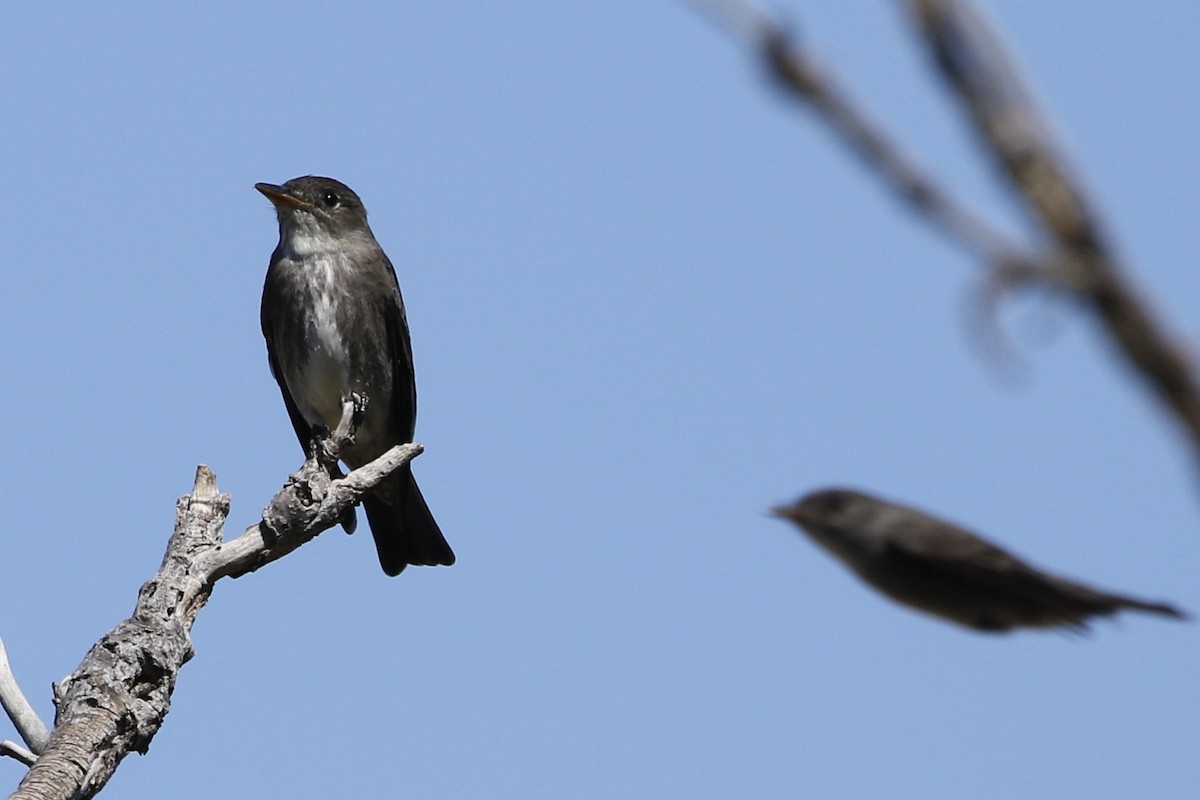 Olive-sided Flycatcher - Roger Woodruff