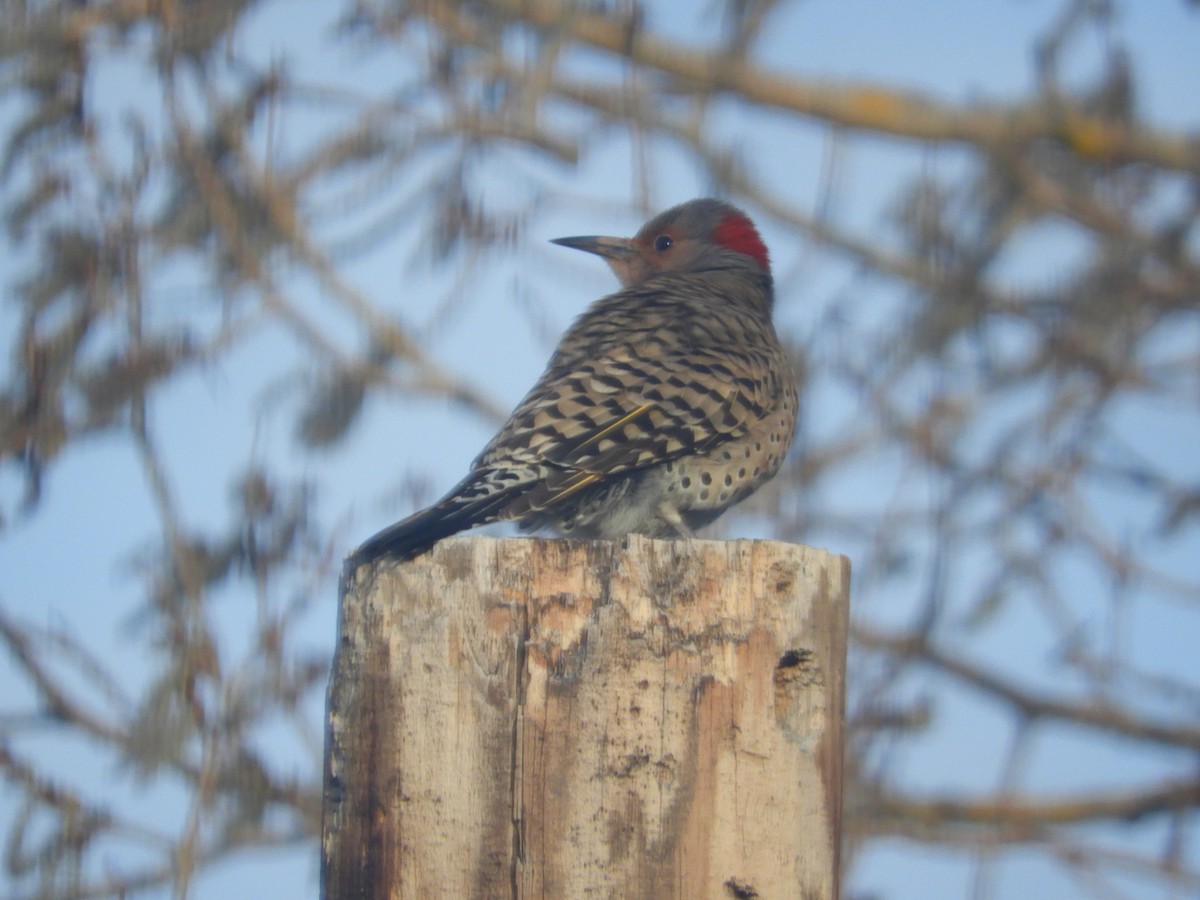 Northern Flicker - ML439649681