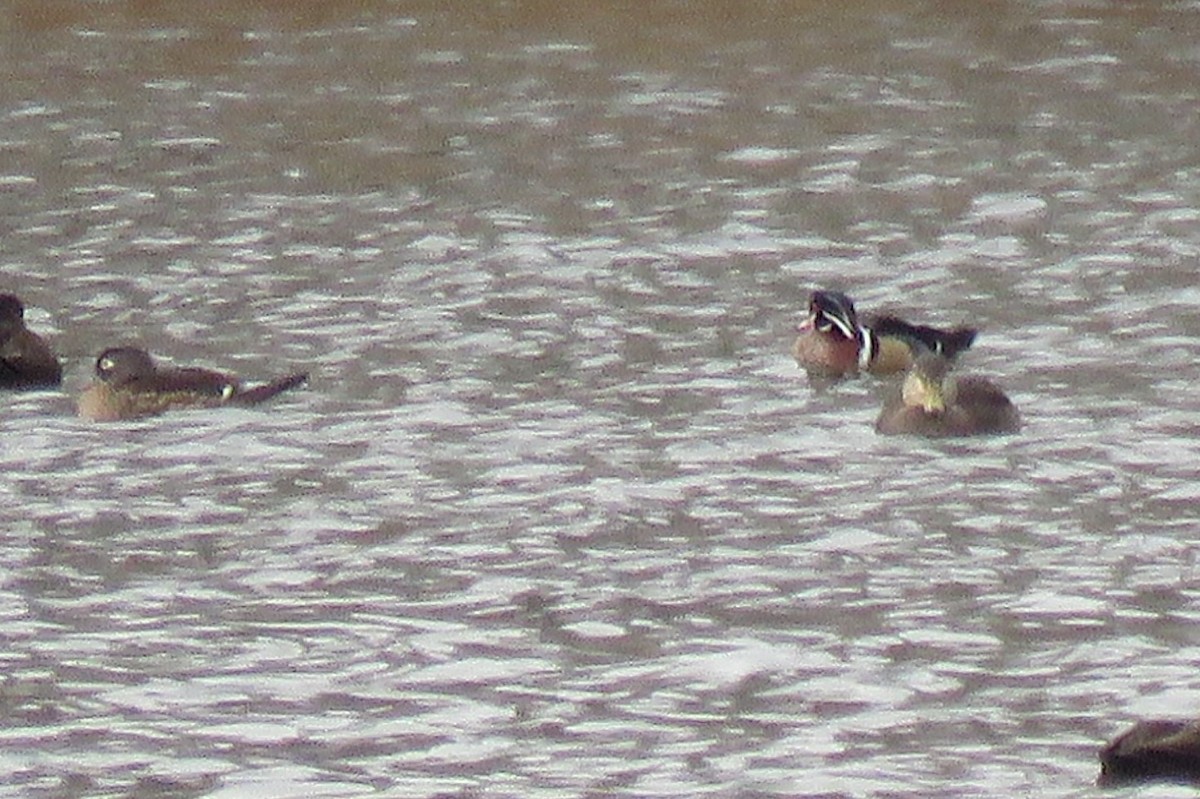 Wood Duck - ML43964971