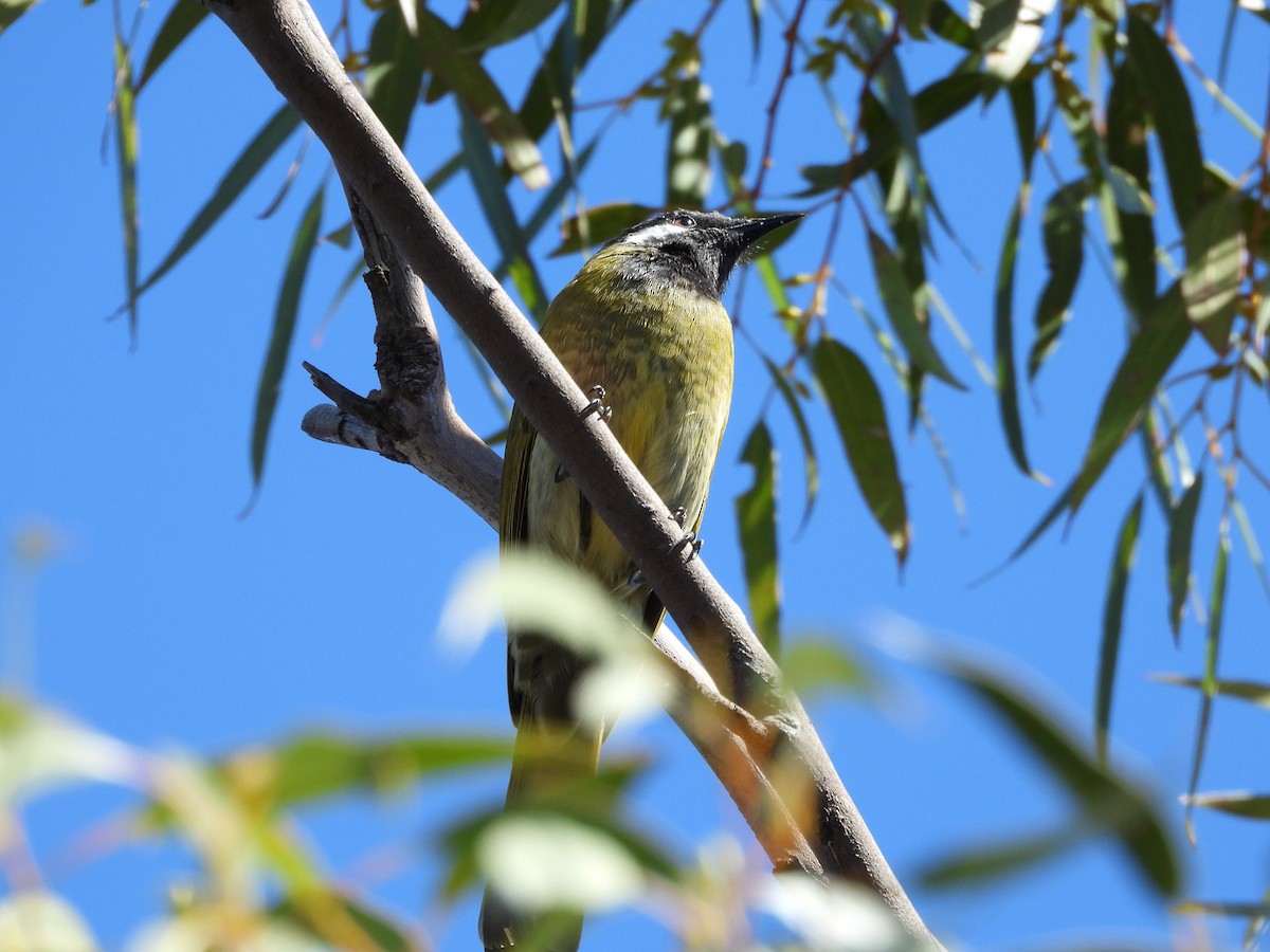 White-eared Honeyeater - ML439649891