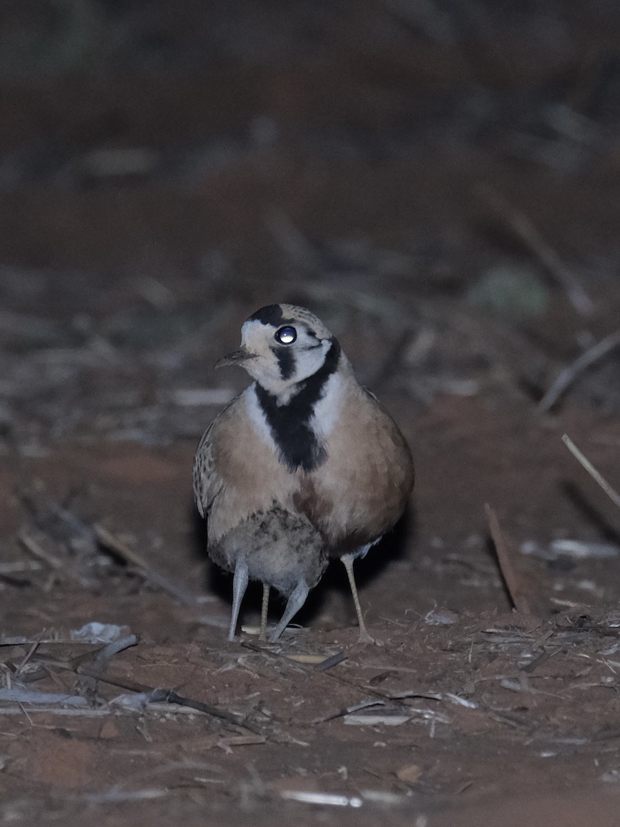 Inland Dotterel - ML439650601