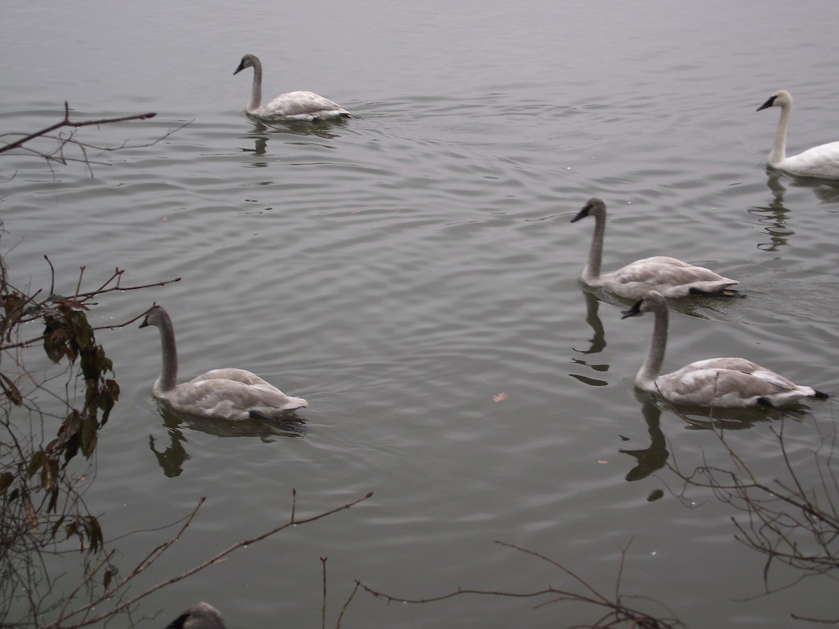 Trumpeter Swan - Rhett Raibley