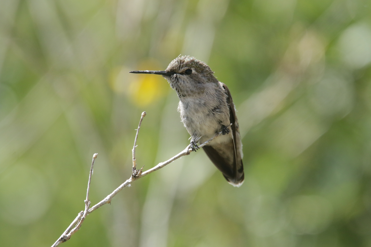 rødmaskekolibri - ML439651361