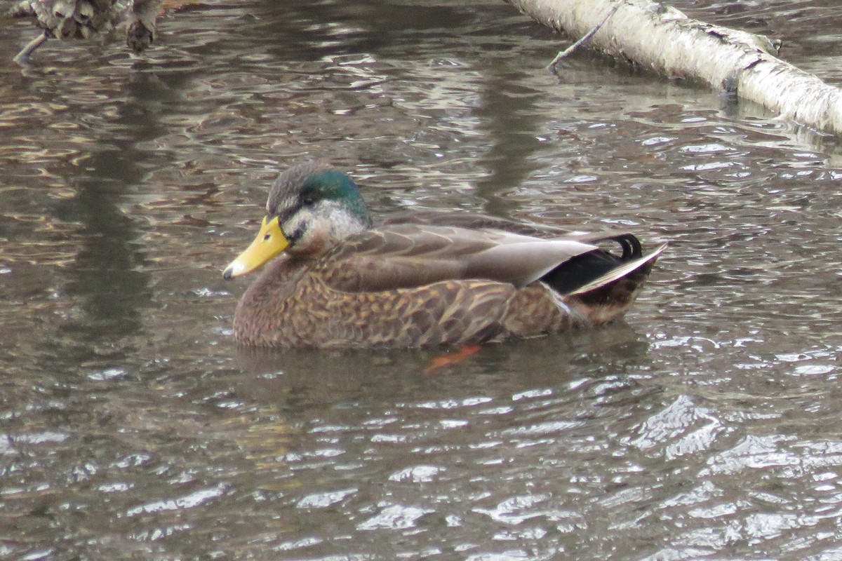 Mallard x American Black Duck (hybrid) - ML43965141