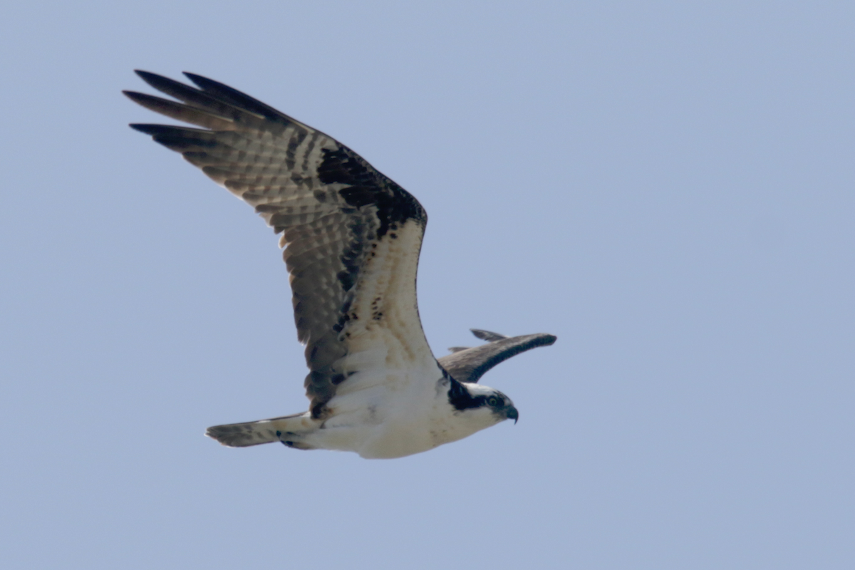 Osprey - ML439651801