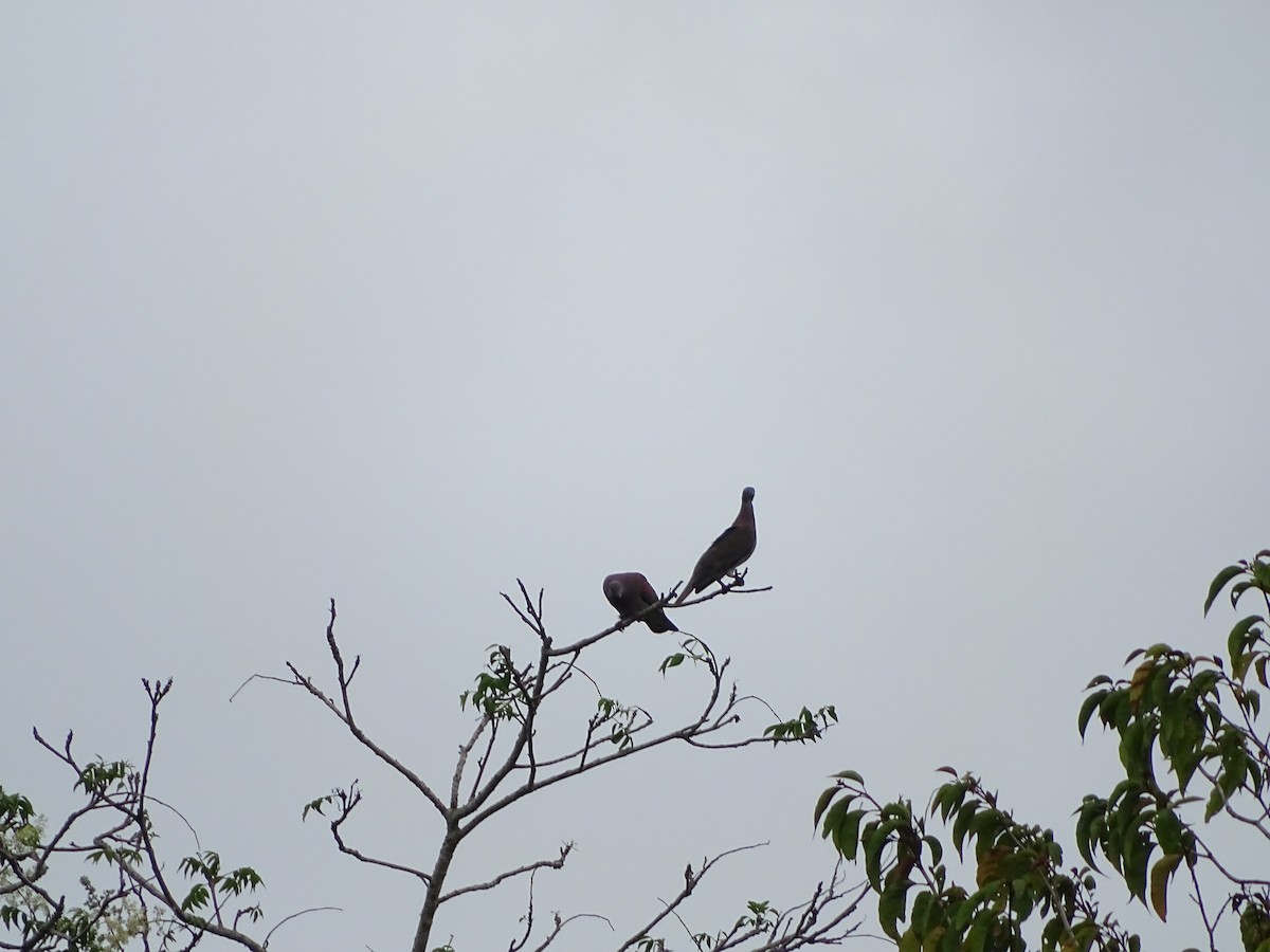 Pale-vented Pigeon - ML439651871