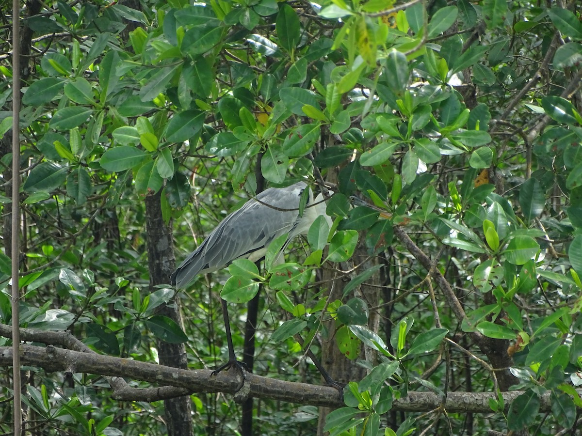 Cocoi Heron - ML439652591