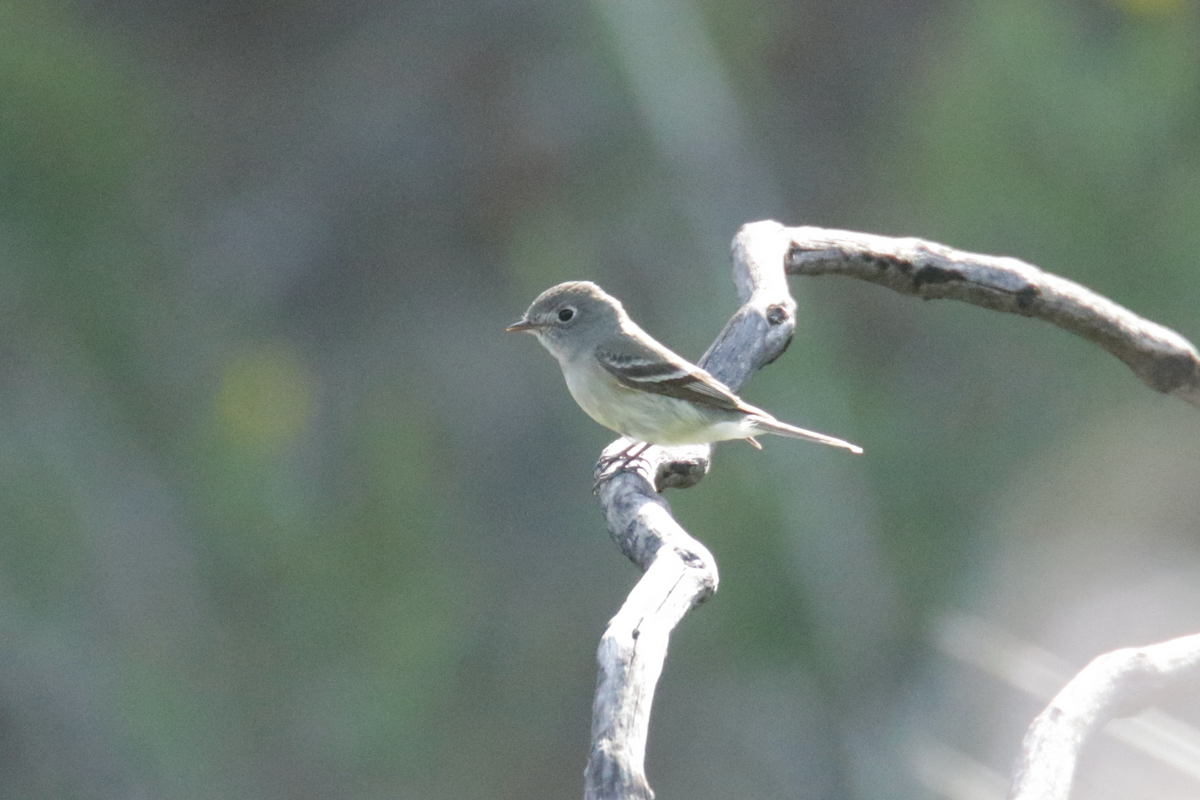 Dusky Flycatcher - ML439653301