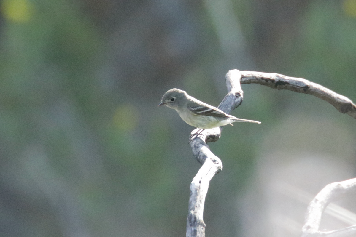 Dusky Flycatcher - ML439653311