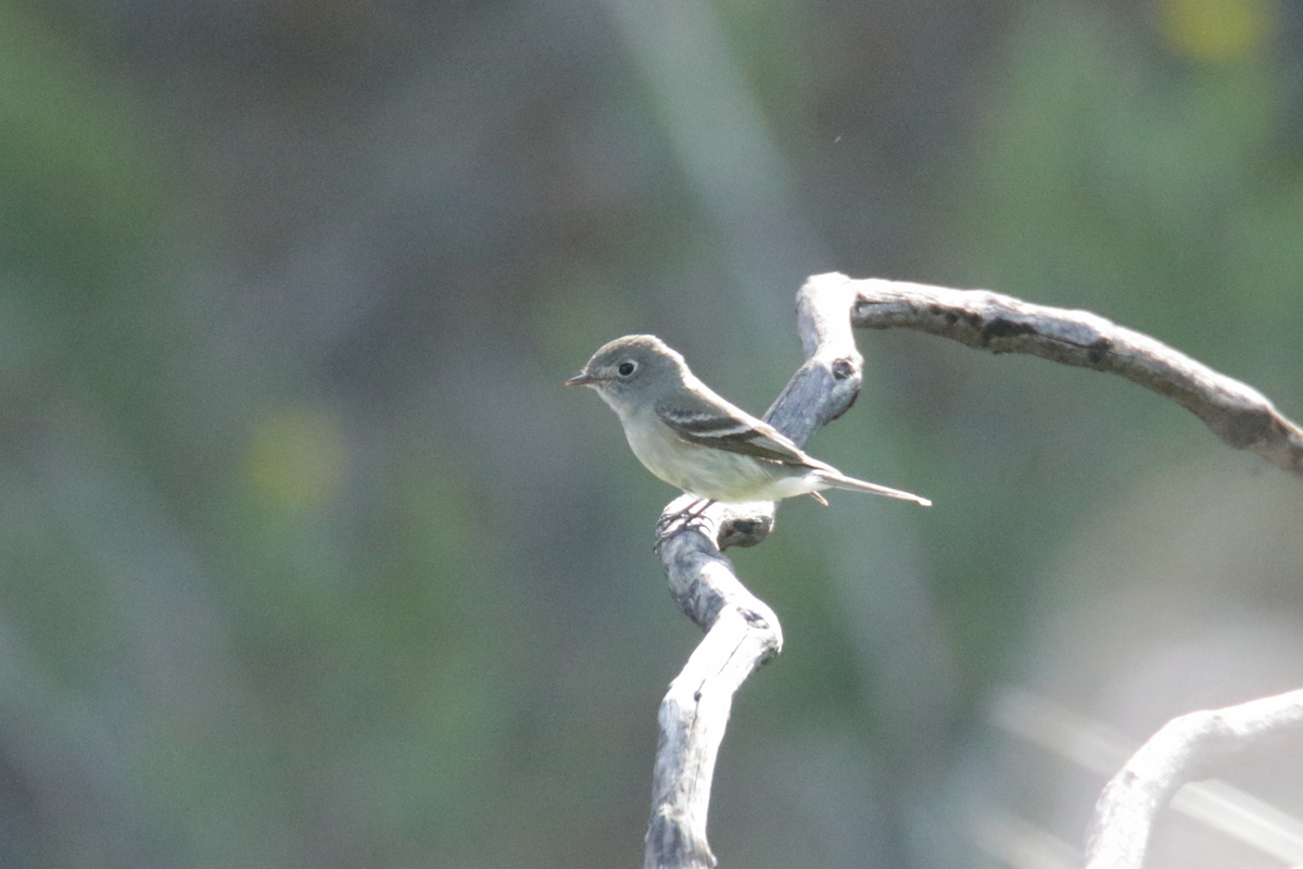 Dusky Flycatcher - ML439653361