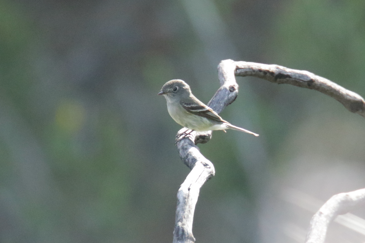 Dusky Flycatcher - ML439653401