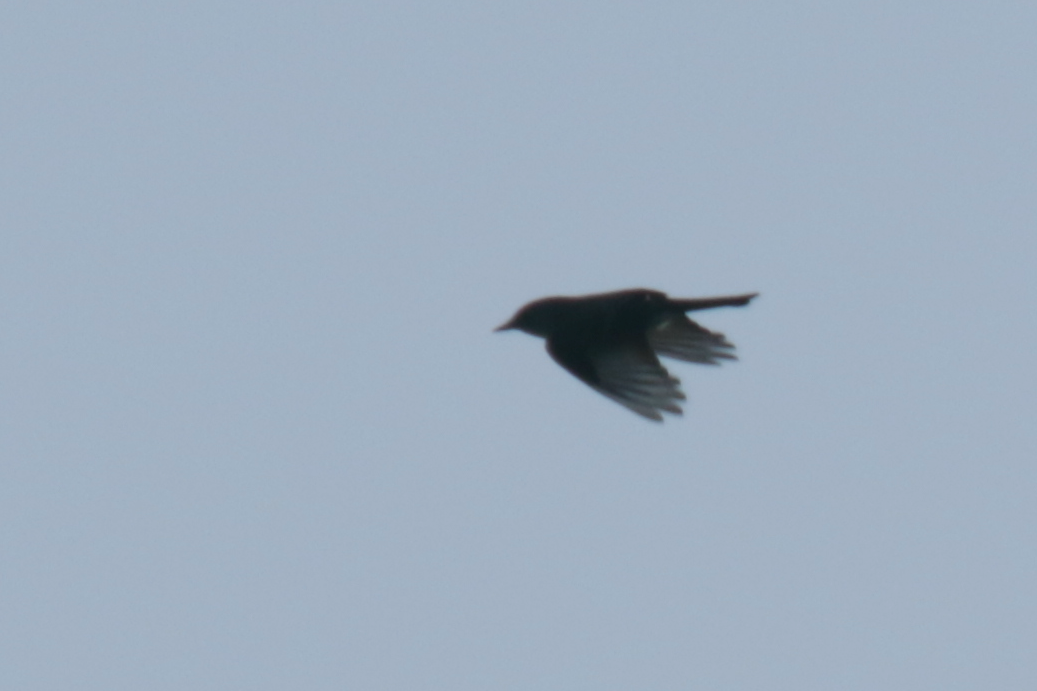 Western Wood-Pewee - ML439654261