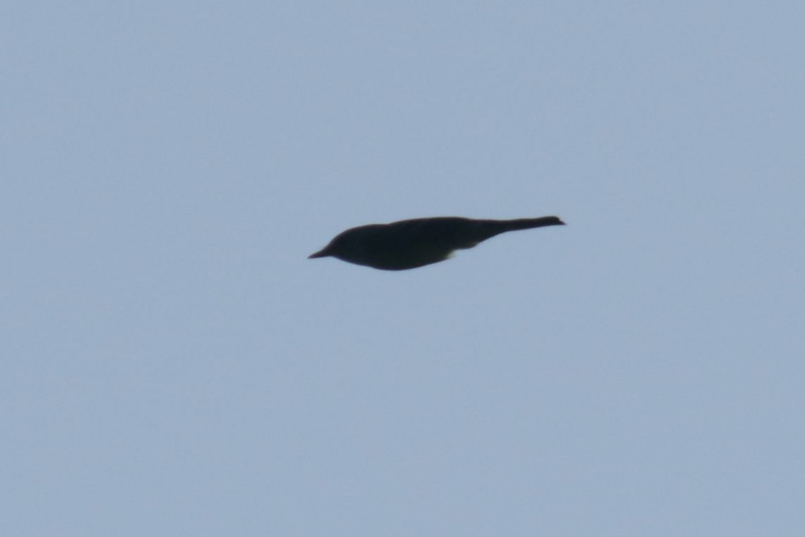 Western Wood-Pewee - ML439654321