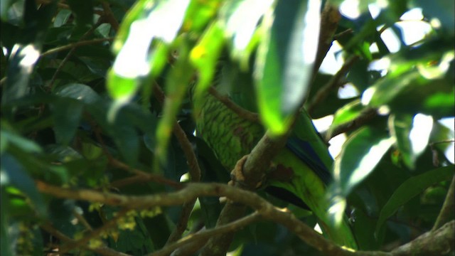 Küba Amazonu (leucocephala) - ML439655