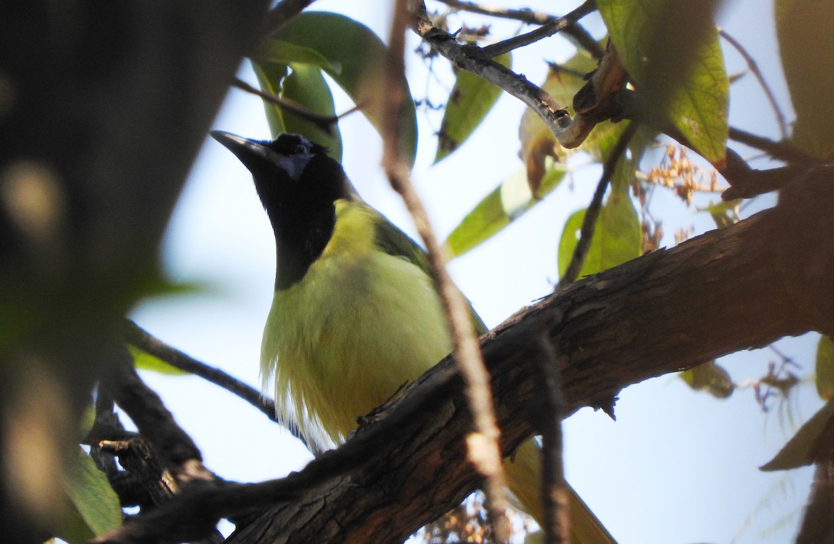 Green Jay (Green) - ML439655501